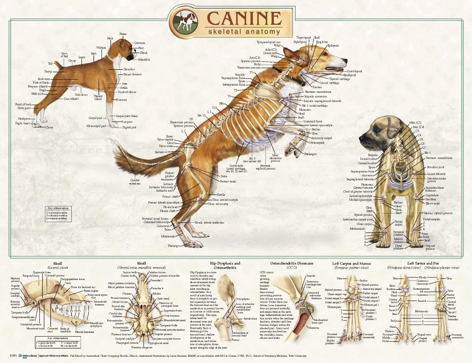 Canine Trigger Point Chart