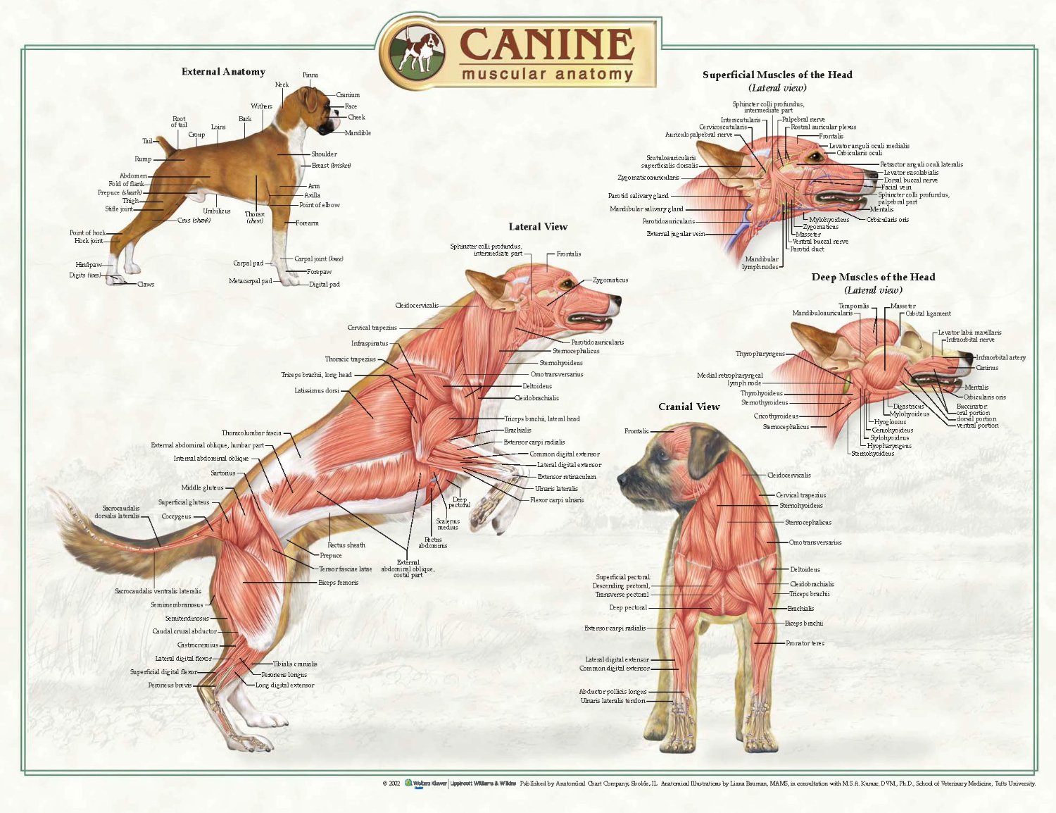 Canine Trigger Point Chart