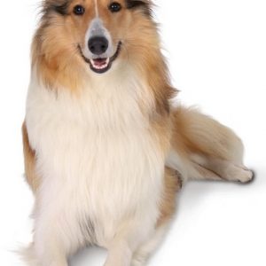 ancol self heating pet pad