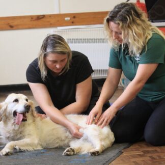 K9 MASSAGE FOR AGILITY AND SPORTING DOGS WORKSHOP-0