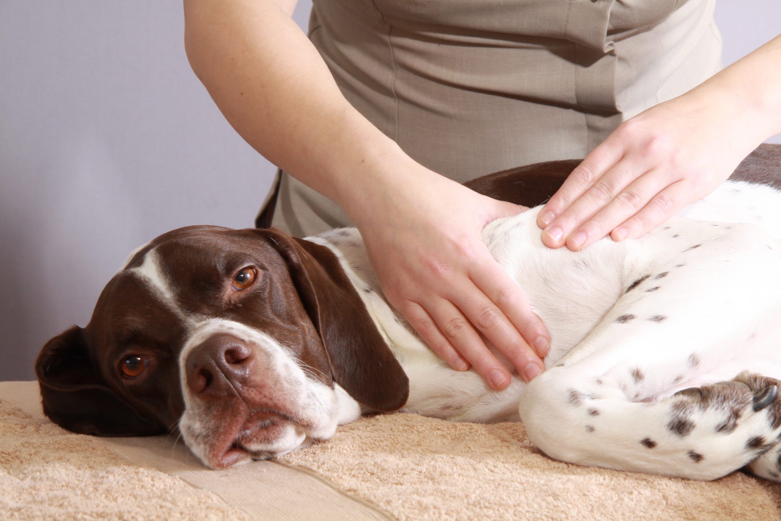 what is canine massage therapy