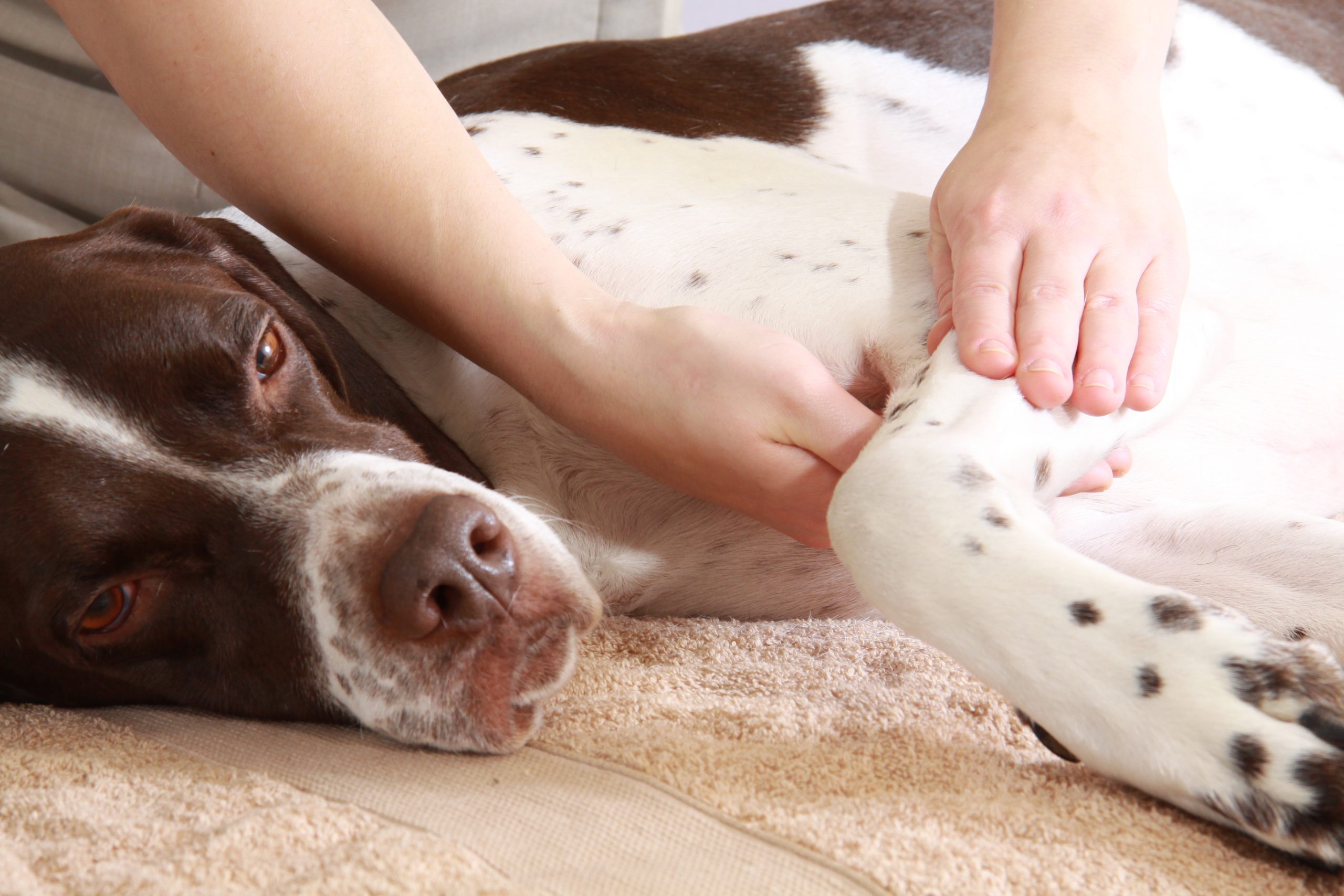 Proven Ways to Calm Your Anxious Dog