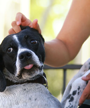 Nerves Anxiety Canine Massage Therapy Centre