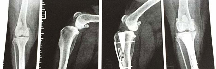 cruciate-ligament-rehabiliation-for-dogs