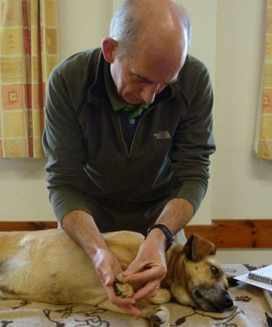 dog_massage_and_stretching