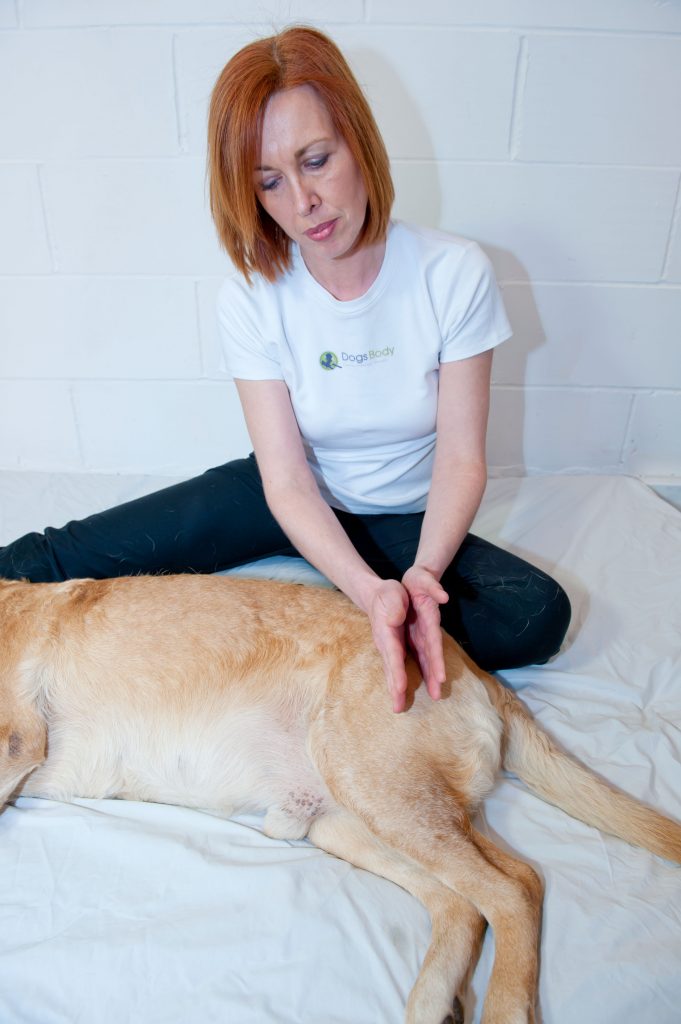 Hip Dysplasia Canine Massage Therapy Centre