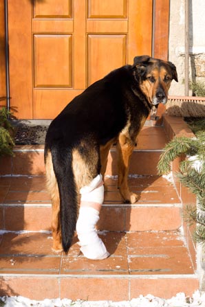 tripawd-dogs-and-canine-massage