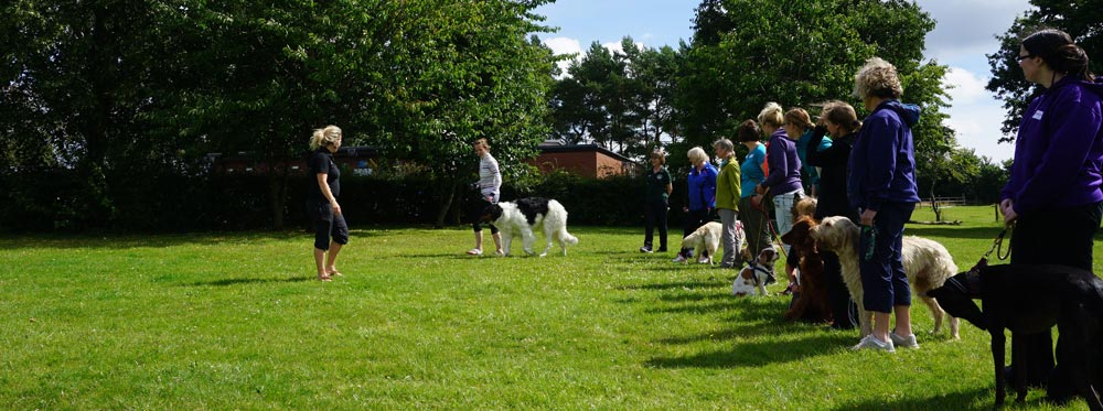 agility-dog-injuries-canine-massage