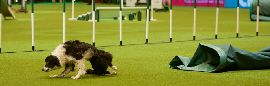 canine agility