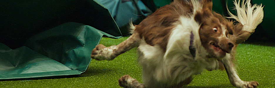 agility_banner_4