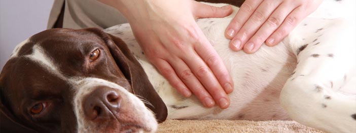 what is canine massage therapy