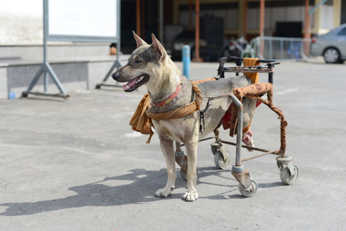 help_for_dogs_who_have_had_spinal_surgery