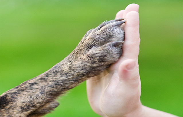 canine-massage-shop