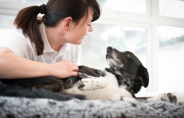 what is canine massage therapy