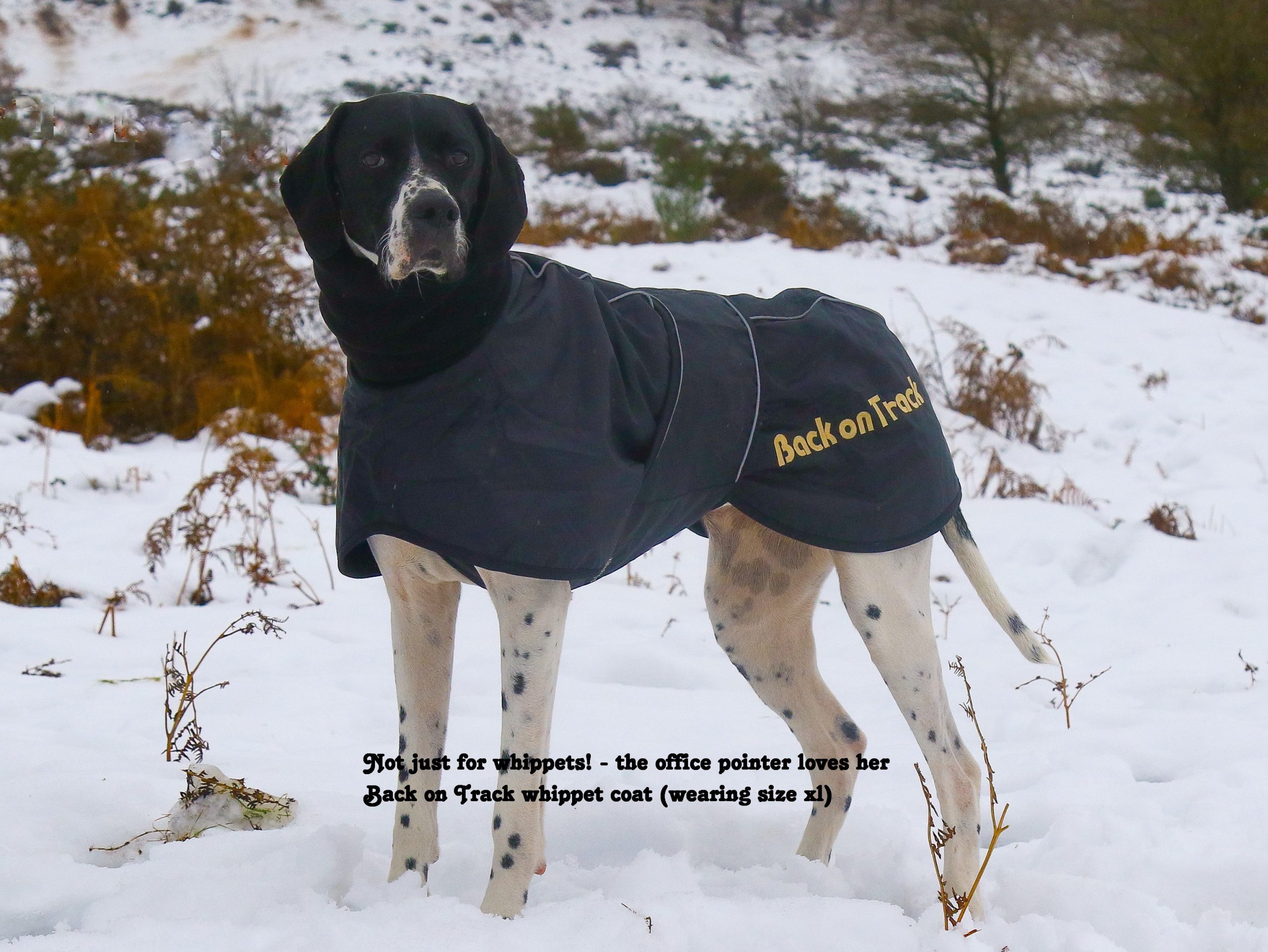 Back on track whippet coat online